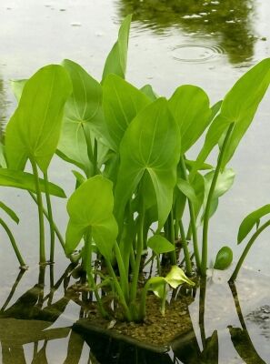 Breitblttriges Pfeilkraut - Sagittaria latifolia - Baumschule NewGarden