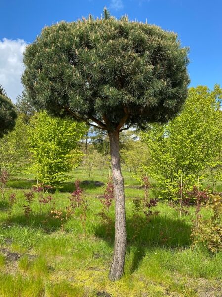 Pinus sylvestris 'Norske Typ' Pinienform, Norwegische Kiefer/Föhre, Hochstamm ca. 190?cm, runde Krone ca. 35–40?cm