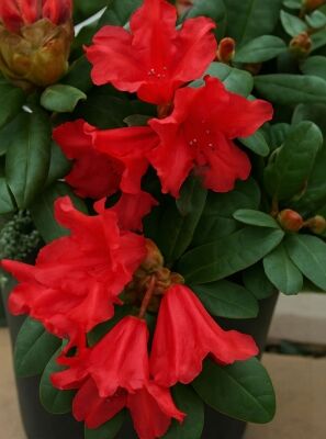 Zwergrhododendron 'Scarlet Wonder' - Rhododendron repens 'Scarlet Wonder'