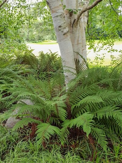 Glanzschildfarn / Polystichum aculeatum