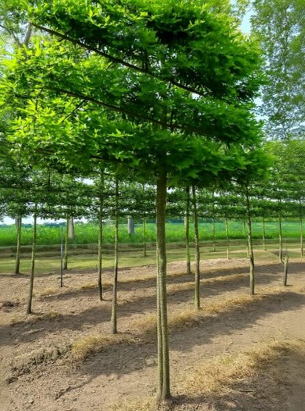 Quercus palustris / Sumpf-Eiche Hochstamm-Spalier mit geradem Stamm und waagerecht erzogenen Seitenästen, belaubt.