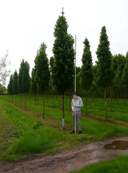 Quercus robur 'Fastigiata' Säulen-Eiche/Pyramiden-Eiche Hochstamm 25-30 StU mit Drahtballen, säulenförmige Krone im Feldbestand