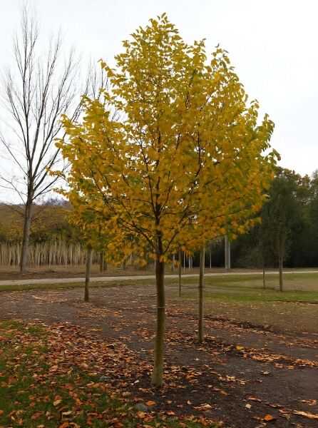 Magnolia kobus (Kobus-Magnolie) Hochstamm, 30–35 StU, mit Drahtballen, Baum mit gelbem Laub und rundlicher Krone.