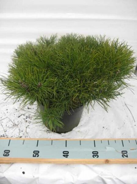 Pinus mugo pumilio (Zwerg-Kiefer) im Topf, kompakter breiter Wuchs, Variante 30–40 cm (breit) C5