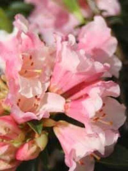Rhododendron keiskei 'Wee Bee ®' / Rhododendron 'Wee Bee'