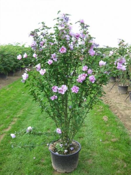 Garten-Eibisch 'Ardens' / Strauch-Eibisch 'Ardens' / Garten-Eibisch 'Ardens' / Strauch-Eibisch 'Ardens'