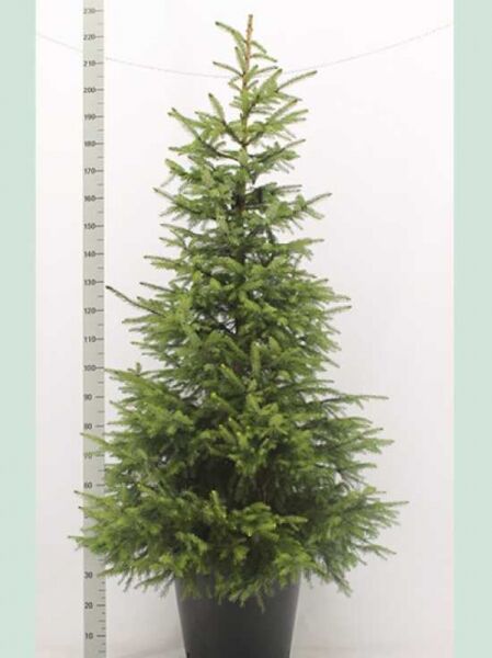 Picea omorika (Serbische Fichte, Omorika-Fichte) 150-175 cm im Container C35, aufrecht wachsend mit grünem Nadelkleid