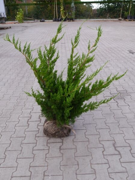 Chinesischer Wacholder 'Kaizuka' (Juniperus chinensis 'Kaizuka') 80–100 cm, mit Ballen, aufrecht wachsender Nadelstrauch.