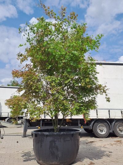 Japanischer Ahorn / Fächer-Ahorn &#039;Deshojo&#039; 250-300 cm / Acer palmatum &#039;Deshojo&#039; (874454)