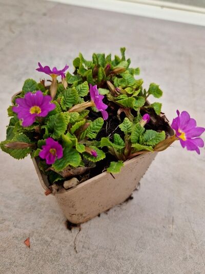 Garten-Teppich-Primel Primula pruhoniciana 'Dr. van Vlenthen' P9 mit violetten Blüten und grünem Laub im Topf