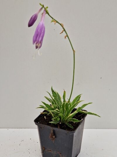 Herzblatt-Lilie Hosta 'Stiletto' P9 im Topf, schmale grün-weiß panaschierte Blätter und hoher Stiel mit lila Blütenknospen