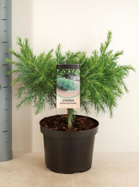 Himalaja-Zeder 'Feelin Blue' (Cedrus deodara) im Topf C5, breitwachsend 30–40 cm, mit blaugrünem Nadelwerk