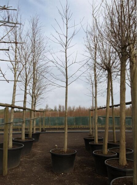 Quercus rubra (Rot-Eiche), Amerikanische Rot-Eiche Hochstamm 18-20 StU im Container, laubfreier Baum mit geradem Stamm.