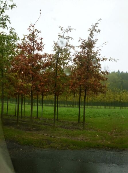 Quercus palustris (Sumpf-Eiche) Hochstamm 25-30 StU mit Drahtballen, schlanker Stamm und lockere Krone im Feldbestand