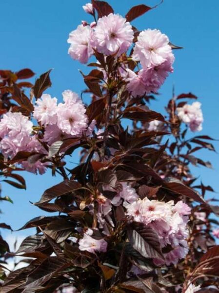 Rotblättrige Nelkenkirsche 'Royal Burgundy' / Prunus serrulata 'Royal Burgundy' Stämmchen