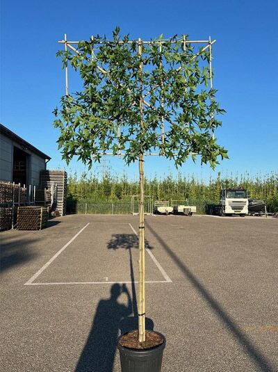 Liquidambar styraciflua 'Worplesdon' / Amberbaum Hochstamm-Spalier im Container, Stamm am Spalierrahmen angebunden
