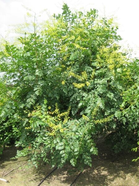 Koelreuteria paniculata (Blasenesche) 300-350 cm m. Db., mehrstämmiger Baum mit grünem Laub und gelblichen Blütenrispen