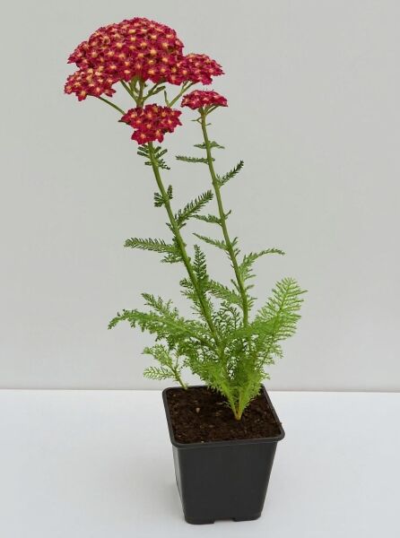 Garten-Schafgarbe 'Red Velvet' (Achillea millefolium) im Topf P9 mit roten Blütendolden und fein gefiedertem Laub