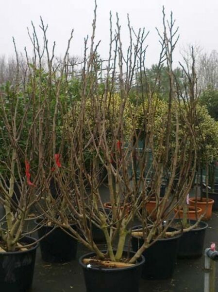 Echter Feigenbaum / Feige / Echter Feigenbaum / Feige