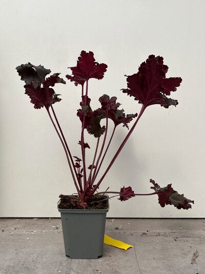 Purpurglöckchen 'Cherries Jubilee' - Heuchera micrantha 'Cherries Jubilee'