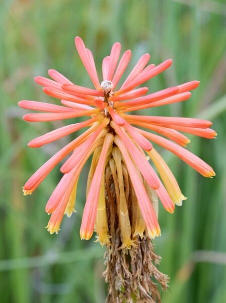 Fackellilie / Kniphofia rooperi