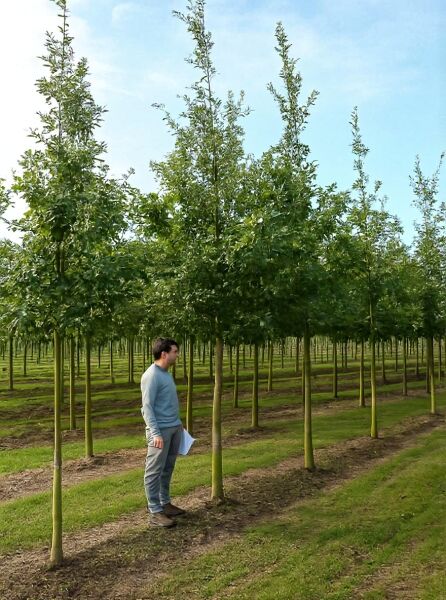 Quercus cerris (Zerr-Eiche, Türkische Eiche) Hochstamm 20-25 StU mit Drahtballen in Baumschulreihe