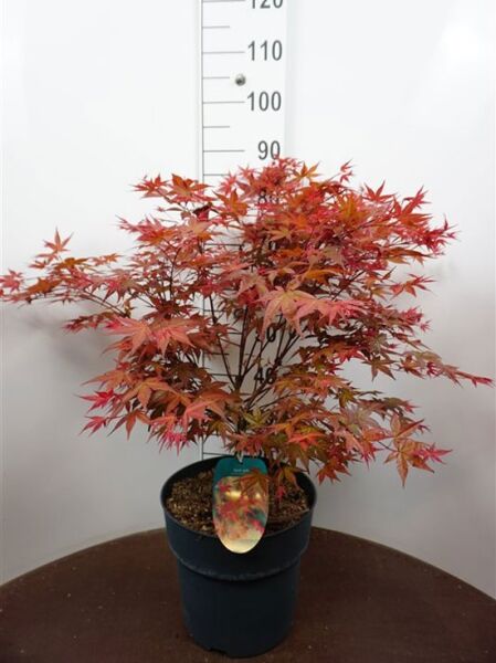 Japanischer Ahorn Acer palmatum 'Deshojo', Fächer-Ahorn im Topf C7.5, 60–80 cm, rot gefärbtes, gelapptes Laub