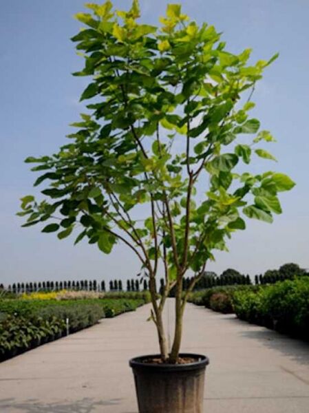 Gold-Trompetenbaum (Catalpa bignonioides 'Aurea') 250-300 cm C80, mehrstämmiger Baum im Container mit grün-gelbem Laub.