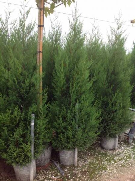 Leyland Zypresse 'Blue Jeans' (Cupressocyparis leylandii) 175-200 cm C30, immergrüne Konifere im Container mit dichtem Wuchs