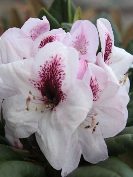 Rhododendron Hybride 'Herbstfreude' / Rhododendron 'Herbstfreude' mit weiß-rosanen Blüten und purpurfarbener Zeichnung, grünem Laub