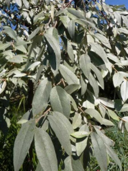 Elaeagnus angustifolia 'Quicksilver' / Silberne Russische Olive
