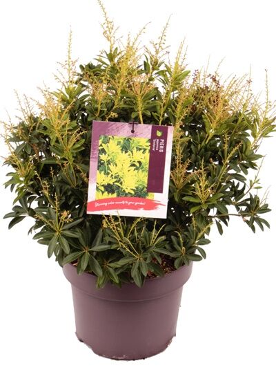 Japanische Lavendelheide 'Forest Flame' / Pieris japonica 'Forest Flame'