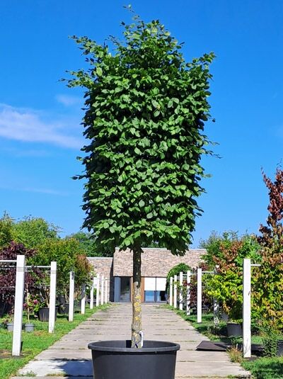 Hainbuche H:150 B:130 T:130 cm (180 cm Stamm) - Carpinus betulus 'Kubus' (874741)