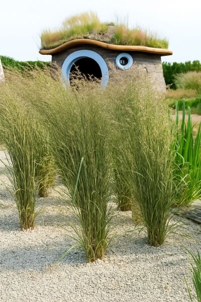 Gestreiftes Garten-Reitgras &#039;Overdam&#039; / Gestreiftes Sandrohr &#039;Overdam&#039; / Calamagrostis acutiflora &#039;Overdam&#039;