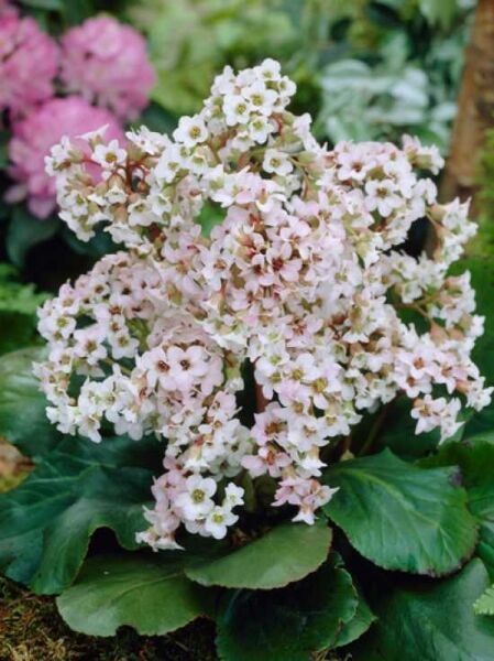 Garten-Bergenie 'Bressingham White' / Bergenia cordifolia 'Bressingham White'