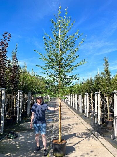 Betula pendula (Sand-Birke) Hochstamm 10-12 StU im Container, schlanker Stamm, aufrechter Wuchs mit grünen Blättern.
