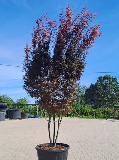 Fächer-Ahorn 'Skeeter's Broom' 300-350 cm Schirmform - Acer palmatum 'Skeeter's Broom' (1577145)