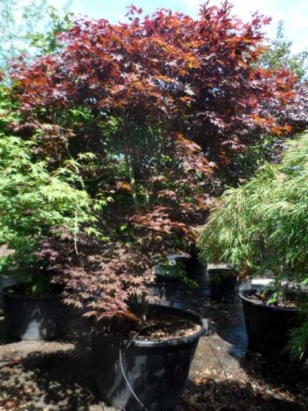 Roter Fächer-Ahorn / Japanischer Ahorn 'Fireglow' / Acer palmatum 'Fireglow'