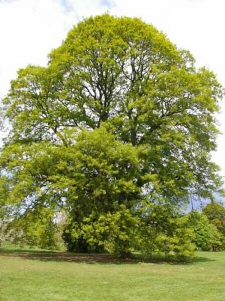 Quercus castaneifolia / Kastanienblättrige Eiche