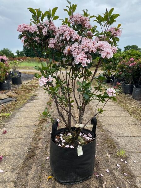Lorbeerrose 'Zebulon' (Kalmia latifolia 'Zebulon'), Solitär 70–80 cm, im Container, mit rosafarbenen Blütendolden und grünen Blättern