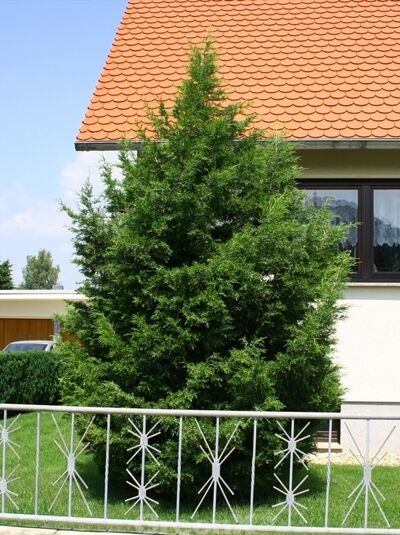 Chinesischer Wacholder 'Keteleeri' (Juniperus chinensis 'Keteleeri'), immergrüner Nadelbaum mit dichtem, kegelförmigem Wuchs.