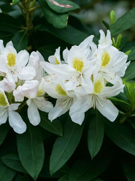 Rhododendron Hybride 'Madame Masson' / Rhododendron 'Madame Masson' mit weißen Blüten und gelbgrüner Zeichnung, dunkelgrünes Laub