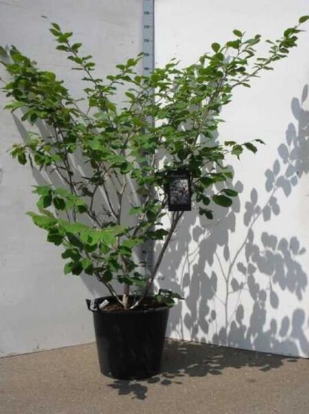 Zaubernuss 'Jelena' / Zaubernuss 'Jelena'