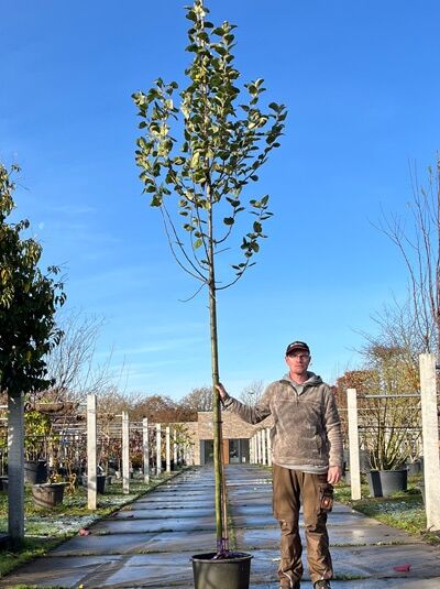 Malus domestica 'Ingrid Marie' / Apfel 'Ingrid Marie' Hochstamm 14-16 StU im Container, junger Baum mit Stamm und Krone mit Laub