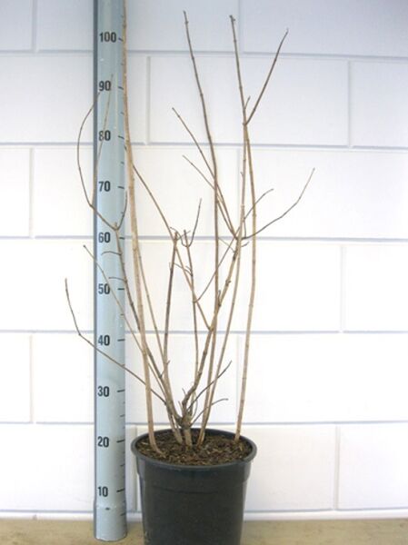 Philadelphus 'Virginal' / Großblütiger Pfeifenstrauch 'Virginal', 80-100 cm, C10, im Topf mit kahlen Trieben aufrecht wachsend.