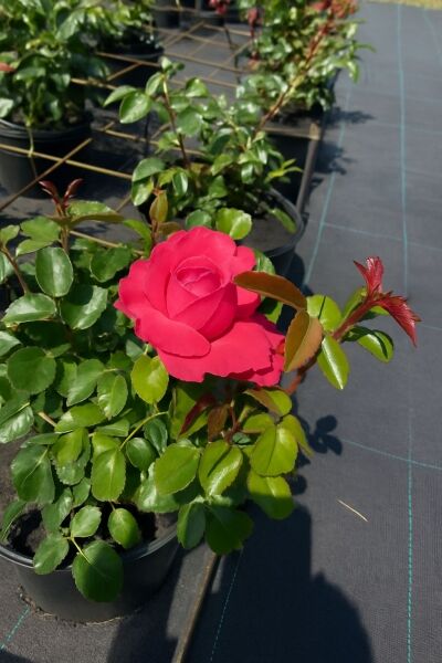 Edelrose 'Cherry Lady' ® / Edelrose 'Cherry Lady' ®