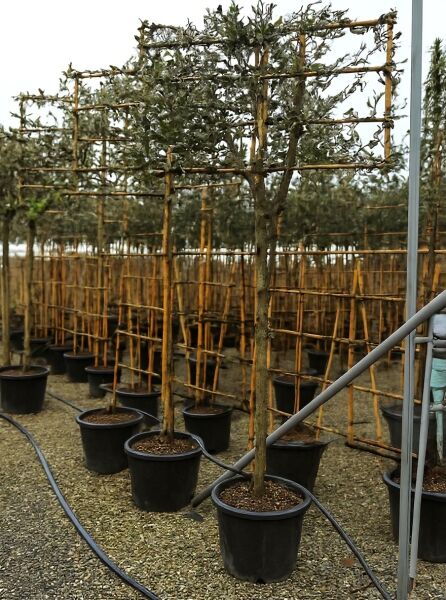 Quercus ilex / Stein-Eiche Hochstamm-Spalier, Stamm 180 cm, im Topf am Spaliergerüst mit immergrünem Laub.