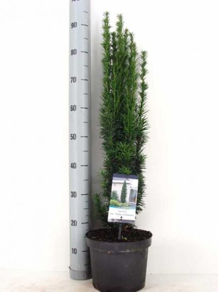Taxus baccata 'Fastigiata Robusta' / Schmale Säulen-Eibe 60-80 cm C5 im Topf, aufrecht und schmal wachsend mit dunkelgrünen Nadeln