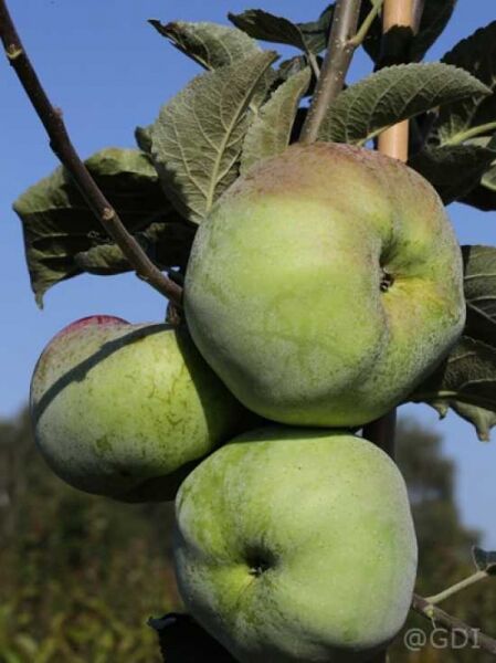 Apfel 'Ontario' / Ontarioapfel / Malus domestica 'Ontario'