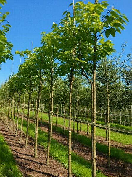 Prunus serrulata 'Ukon' – Japanische Zierkirsche 'Ukon' Hochstamm 14-16 StU m. Db., junger Baum mit grünem Laub in Reihe